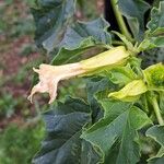 Datura stramoniumKvet