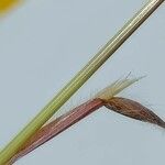 Bromus diandrus Blad