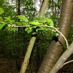 Prunus sargentii Bark