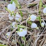 Leucojum vernum Çiçek