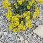 Alyssum alpestre Fleur