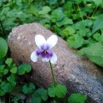 Viola hederacea Blomma