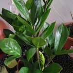 Zamioculcas zamiifolia Fuelha