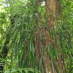 Evodianthus funifer Habit