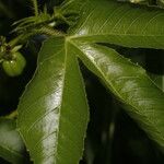 Jatropha gossypiifolia Fruto