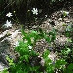 Ranunculus platanifolius Libunga