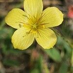 Linum volkensii Flower