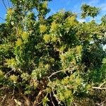 Schinus terebinthifolius Habitus