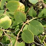 Capparis spinosa Frunză