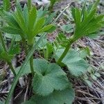 Anemone palmata Blad