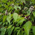 Cornus sericea অভ্যাস