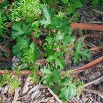 Sanicula crassicaulis Plante entière