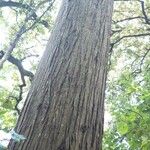 Cupressus torulosa Bark