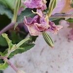 Oenothera speciosa Фрукт