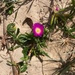 Carpobrotus glaucescens Elinympäristö