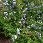 Plumbago auriculata ᱛᱟᱦᱮᱸ