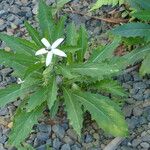 Hippobroma longiflora Hábito