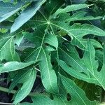 Carica papaya Leaf