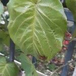 Passiflora ligularis Leaf