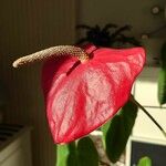 Anthurium scherzerianum Blüte
