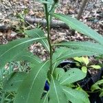 Vernonia baldwinii Leaf