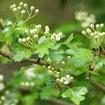 Crataegus rhipidophylla Levél