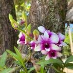 Dendrobium spp. Kukka