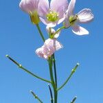 Cardamine pratensis Flor