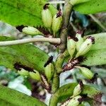 Calyptrochilum emarginatum Ffrwyth