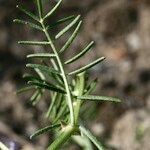 Astragalus austriacus Leaf