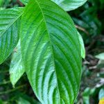 Gonzalagunia hirsuta Leaf