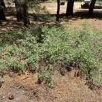 Symphoricarpos rotundifolius Folha