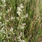 Galium mollugoFlower