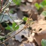 Ptychotis saxifraga Blodyn