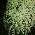 Adiantum capillus-venerisFrunză