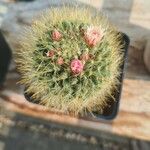 Mammillaria crinita Folla