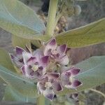 Calotropis procera फूल