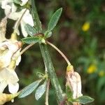 Cytisus multiflorus 葉