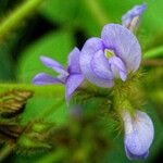 Calopogonium mucunoides Flower