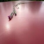 Dianthus armeria Flower