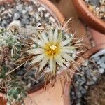 Turbinicarpus schmiedickeanus Квітка