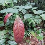 Dichostemma glaucescens Leaf