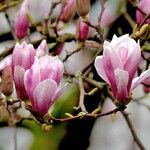 Magnolia × soulangeana Прочее