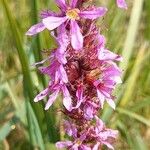 Lythrum salicaria Fiore