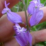 Polygala nicaeensis Цветок