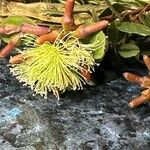 Eucalyptus lehmannii Blomma