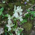 Orchis provincialis Bloem