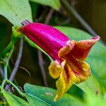 Bignonia capreolata Flower