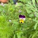 Viola tricolorÇiçek