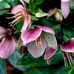 Helleborus orientalis Floro